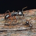 Camponotus rufifemur - Photo (c) Jonghyun Park, some rights reserved (CC BY), uploaded by Jonghyun Park