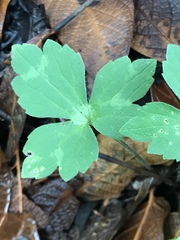 Ranunculus sierrae-orientalis