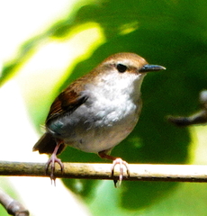 Timor Stubtail photo 4