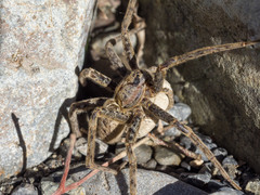 Dolomedes dondalei