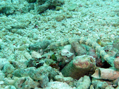 Corythoichthys intestinalis