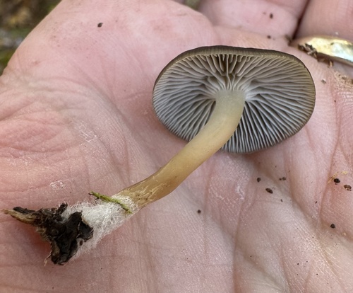 Mycena pseudoinclinata