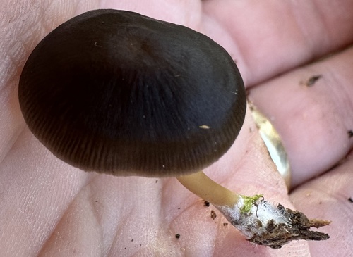 Mycena pseudoinclinata (Photo 2 of 4)