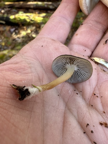 Mycena pseudoinclinata (Photo 3 of 4)