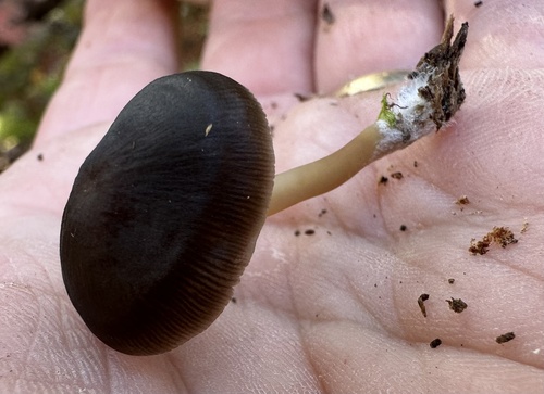 Mycena pseudoinclinata (Photo 4 of 4)