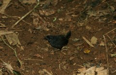 Scytalopus chocoensis