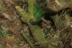 Scytalopus chocoensis