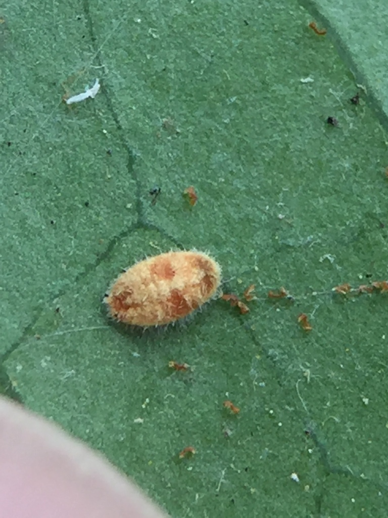 Eriochiton