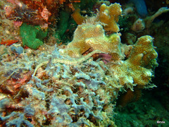 Corythoichthys ocellatus