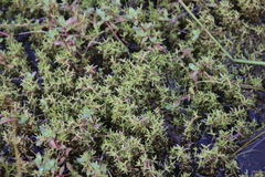 Crassula aquatica