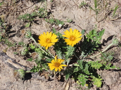 Fine-leaved bristleweed (Trichocline heterophylla)