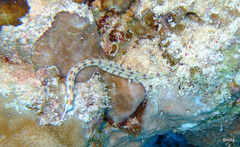 Corythoichthys schultzi