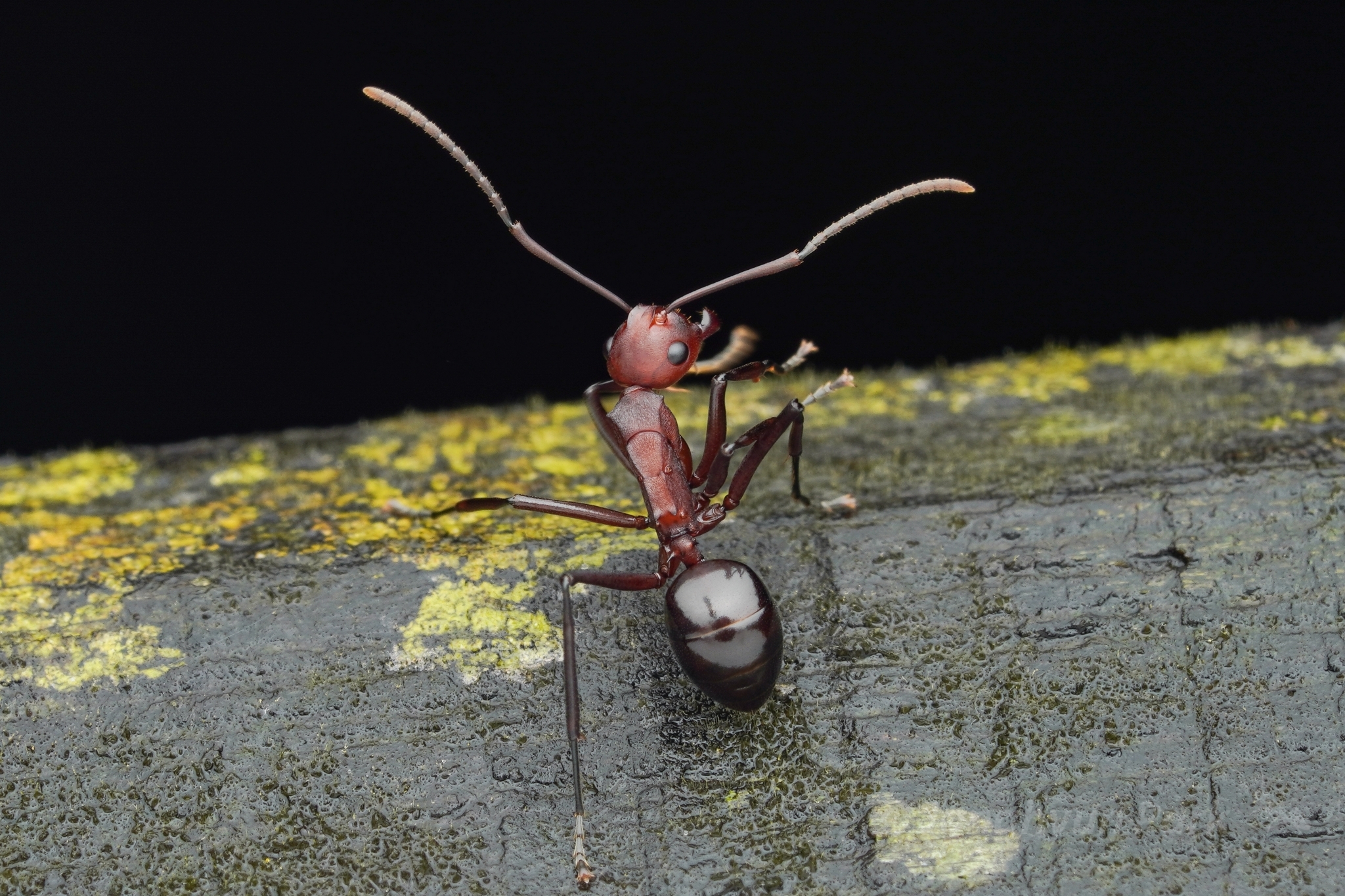 Polyrhachis frauenfeldi sanguinea