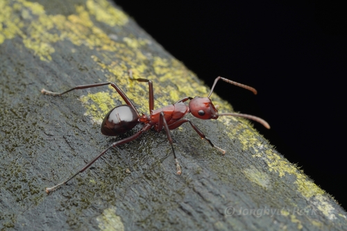 Polyrhachis frauenfeldiPolyrhachis frauenfeldi
