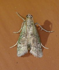 Cacotherapia flexilinealis