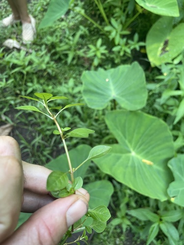 Ludwigia palustris observed 2023-10-28