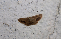 Idaea chotaria
