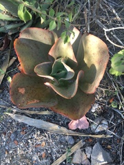 Gibbiflorae