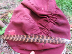 Urodynamis taitensis