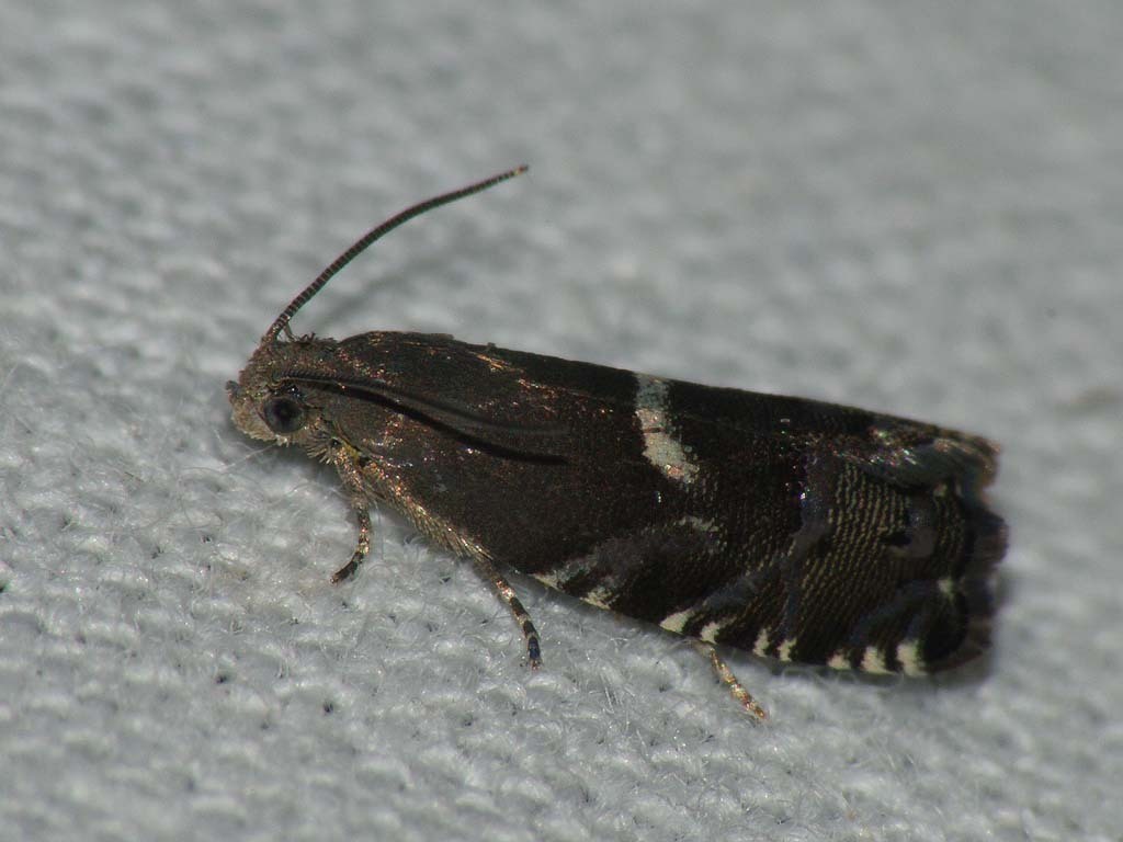 Spruce-bark Piercer