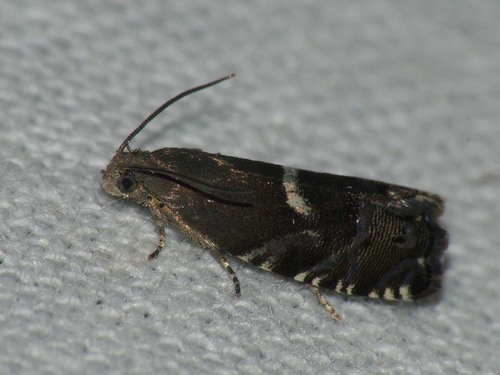 Spruce-bark Piercer