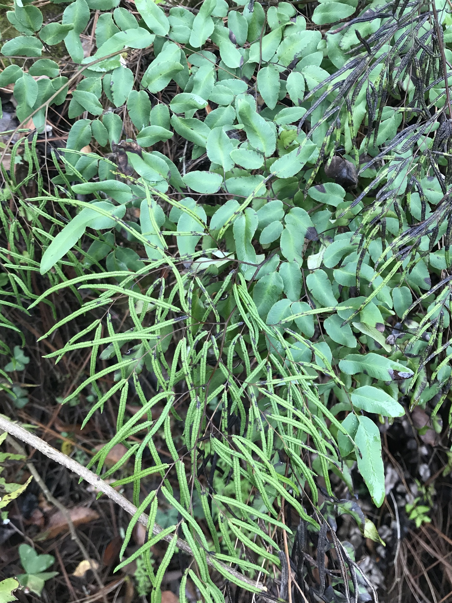 Llavea cordifolia image
