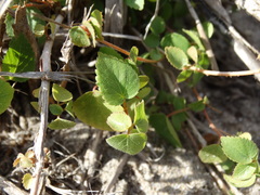 Acalypha microphylla
