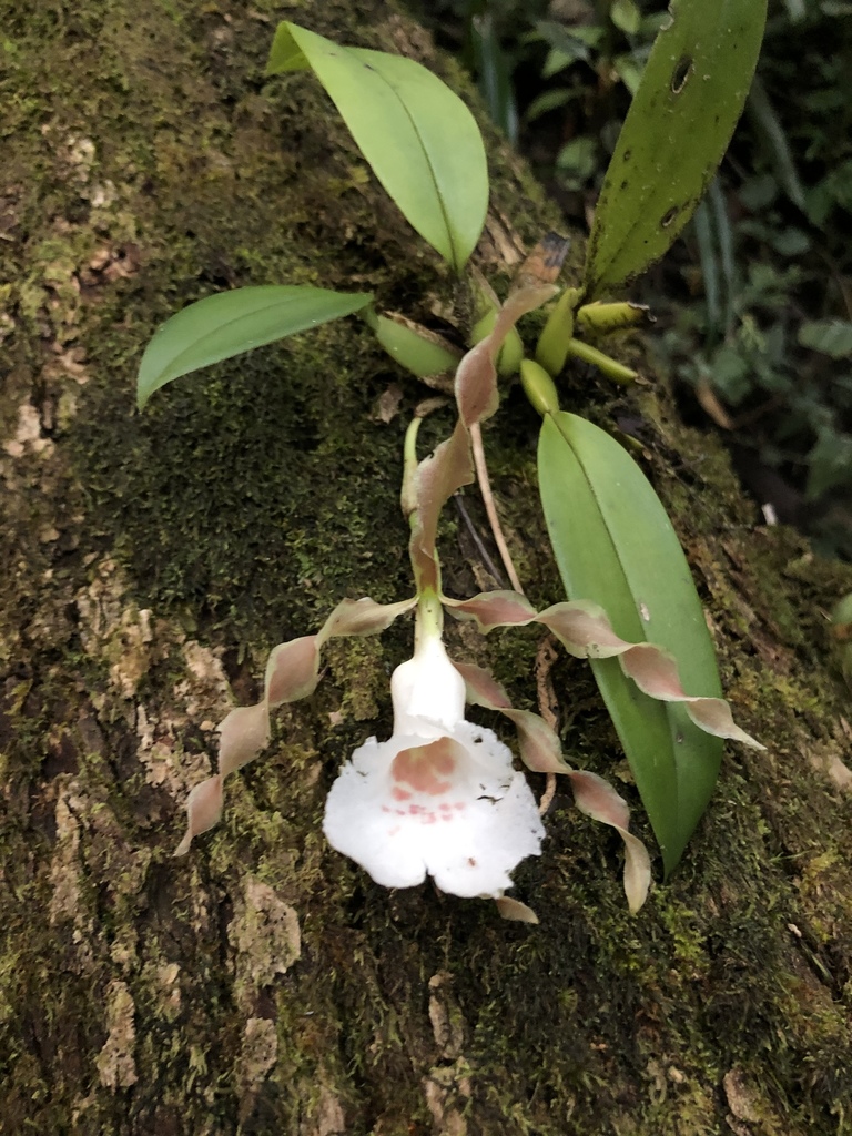 Trichopilia tortilis
