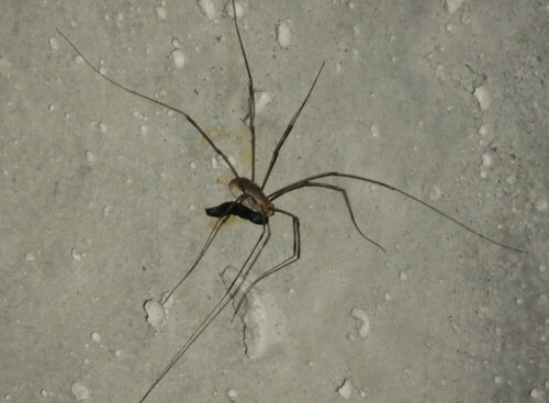 Canestrini's Harvestman photo 5
