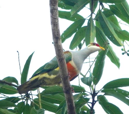 Wallace's Fruit Dove (Ptilinopus wallacii), photo 5
