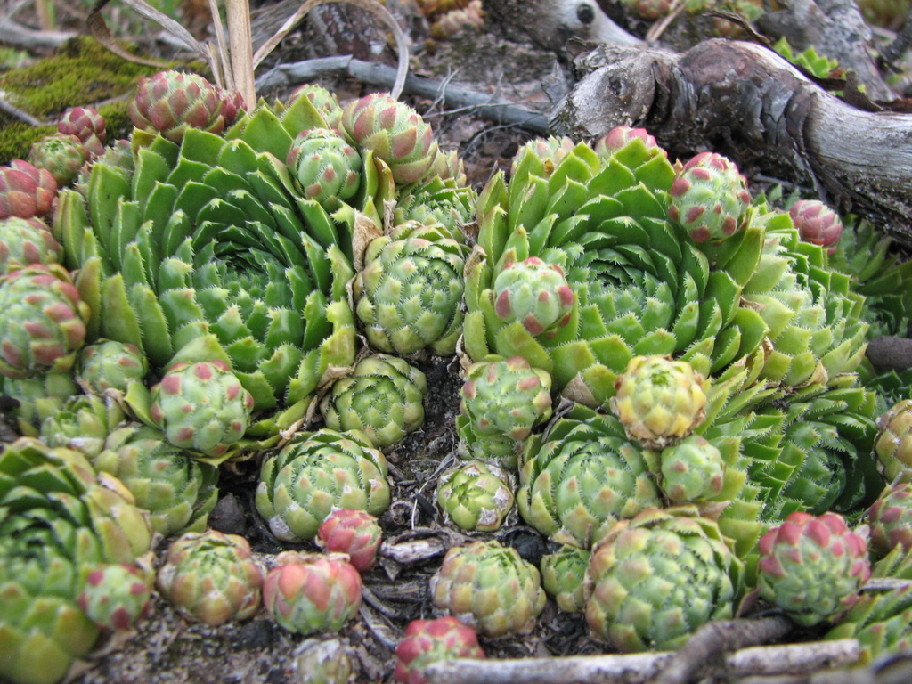 Hen and chicks
