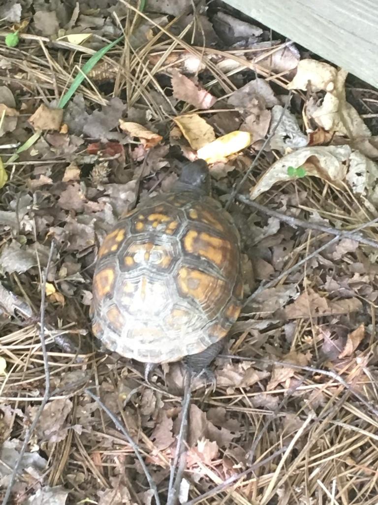 Eastern Box Turtle in May 2019 by Matthew · iNaturalist