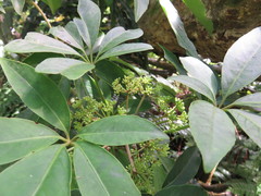Pseudopanax kermadecensis