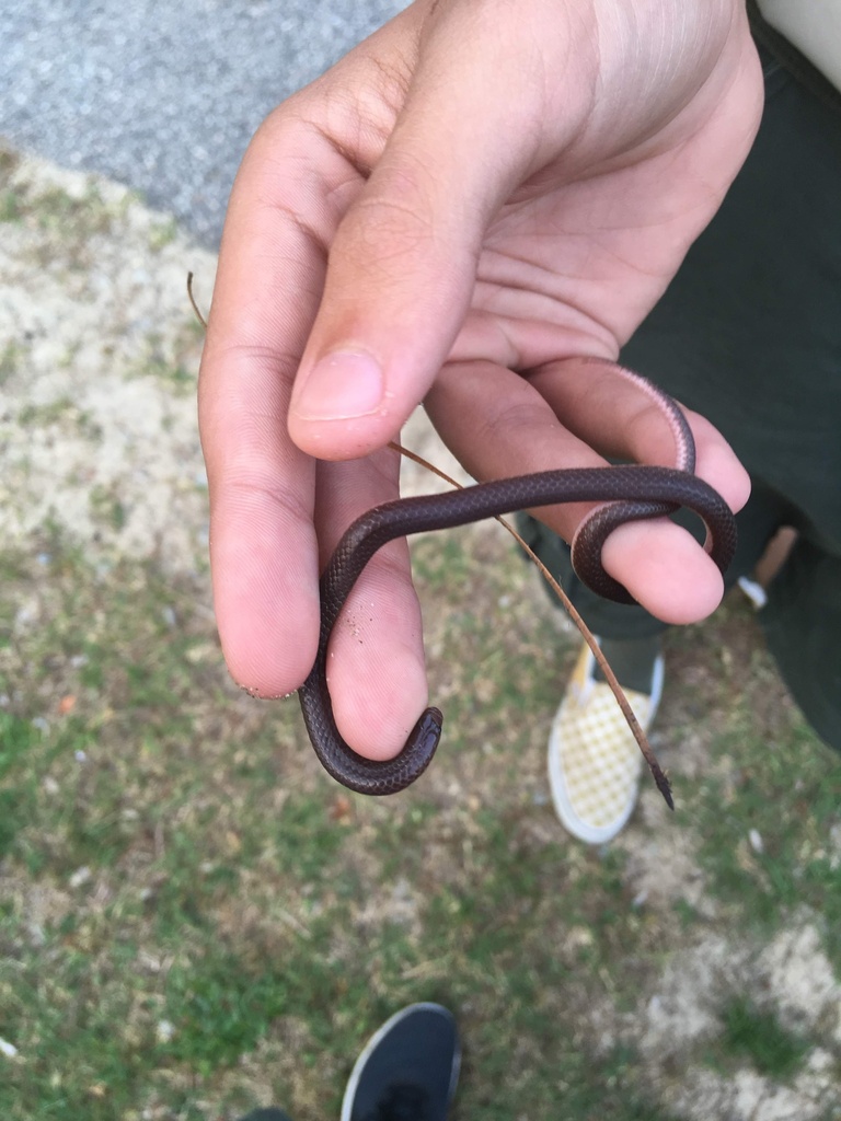 Eastern Worm Snake in May 2019 by Matthew · iNaturalist