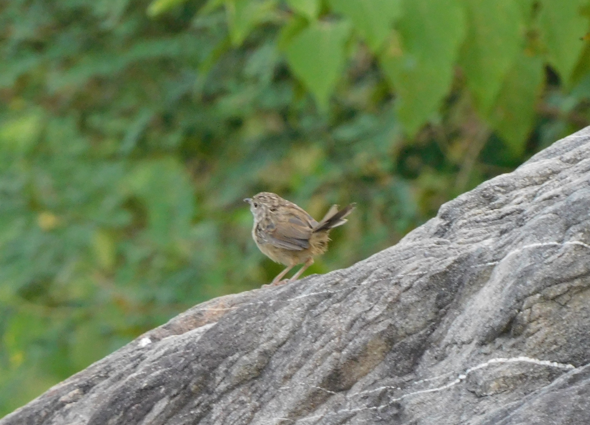 Himalayan Prinia