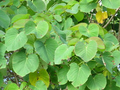 Homalanthus polyandrus
