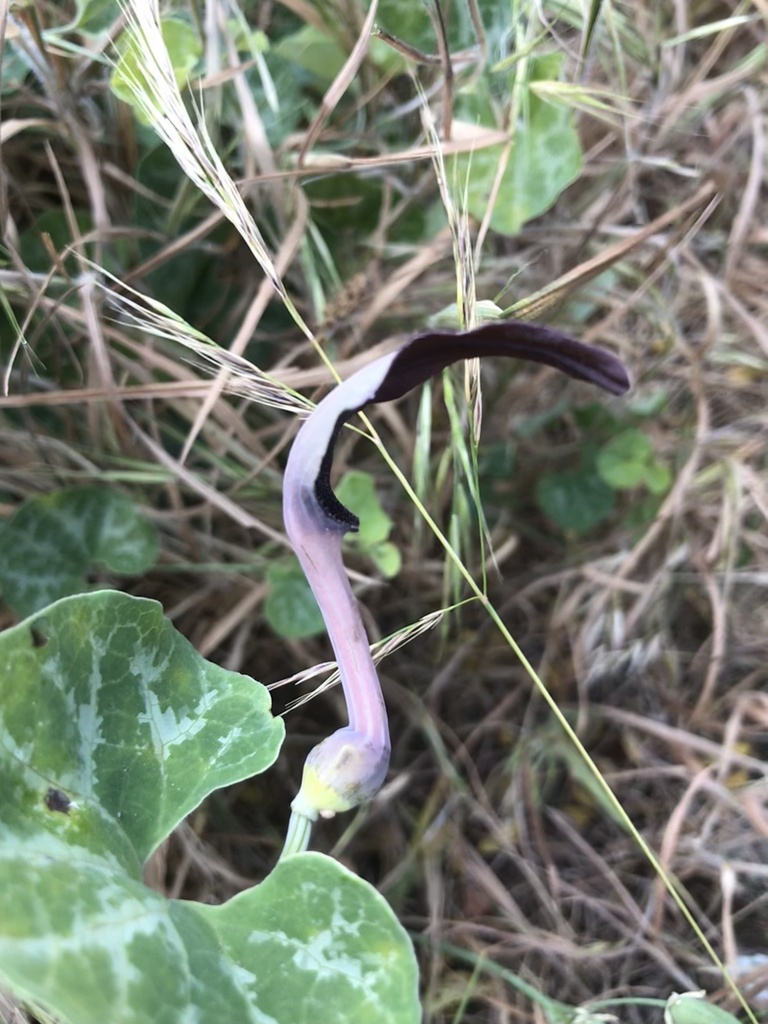 Aristolochia bridgesii