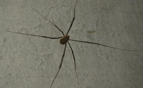 Canestrini's Harvestman photo 2