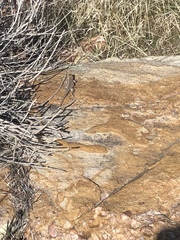 Uta stansburiana stansburiana