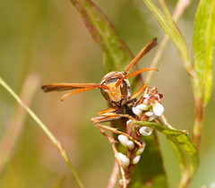 Polistes erythrinus