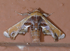 Eutelia pulcherrimus