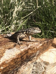 Uta stansburiana stansburiana