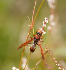 Polistes erythrinus