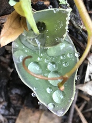 Tradescantia brevifolia