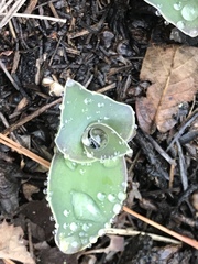 Tradescantia brevifolia
