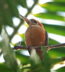 Cinnamon-Banded Kingfisher photo 3