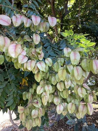 iNaturalist observation photo of Chinese flame tree