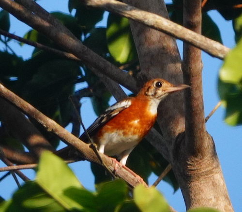 Orange-sided Thrush (Geokichla peronii), photo 3