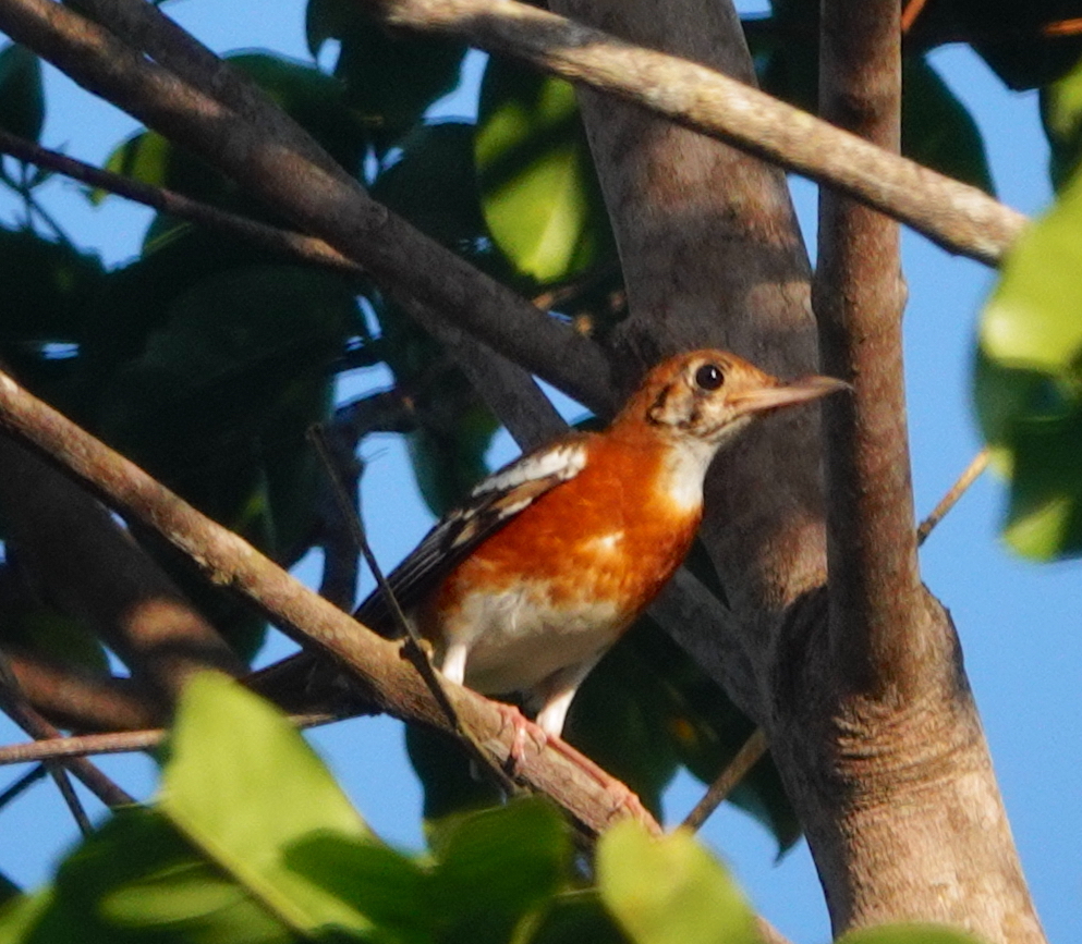 Orange-banded Thrush illustration