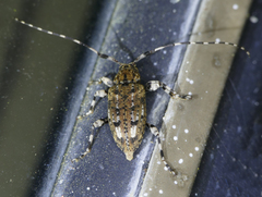 Astyleiopus variegatus